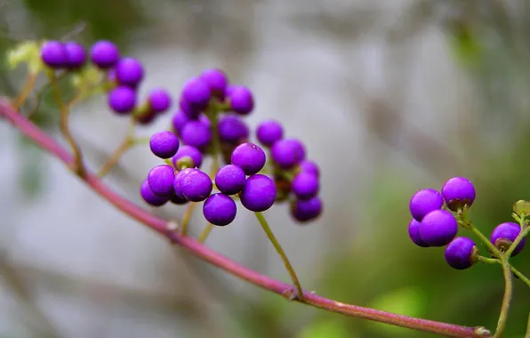Purple, branches, nature, berries, Purpleberry, Callicarpa