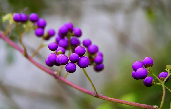 Nature, berries, branch, purple, Purpleberry, Callicarpa