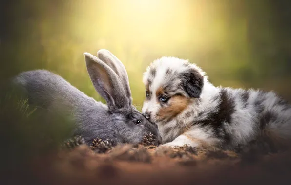 Dog, rabbit, puppy, friends, bumps, bokeh, doggie, Australian shepherd