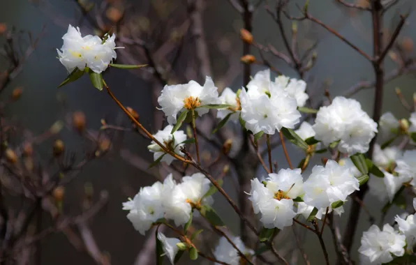 Flowers, freshness, branches, background, Bush, beauty, white, white
