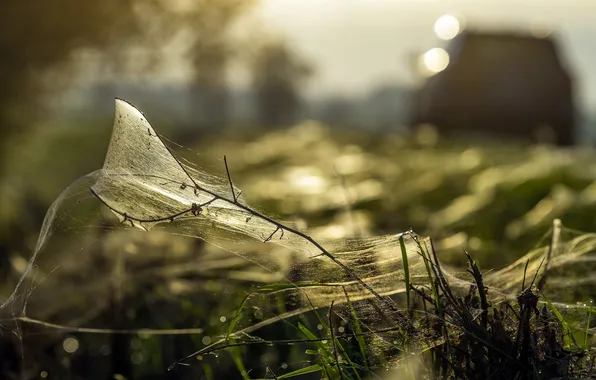 Picture macro, background, web