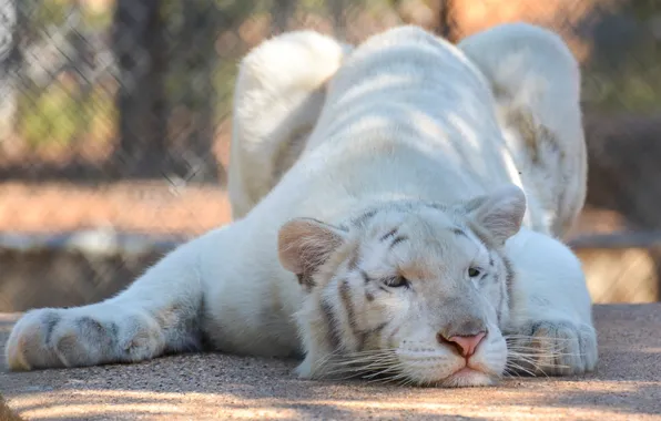 Face, tiger, pose, stay, predator, wild cat, zoo