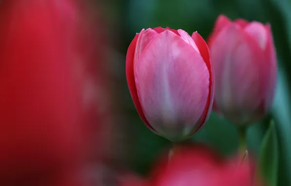 Spring, petals, Bud, tulips