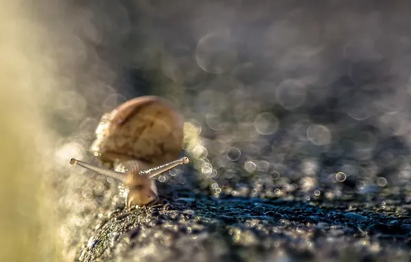 Picture macro, background, snail
