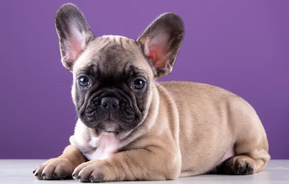 Picture cute, puppy, breed, French bulldog