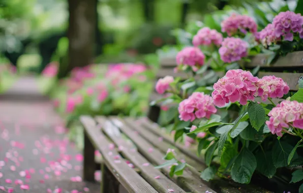 Summer, leaves, flowers, bench, Park, shop, pink, the bushes