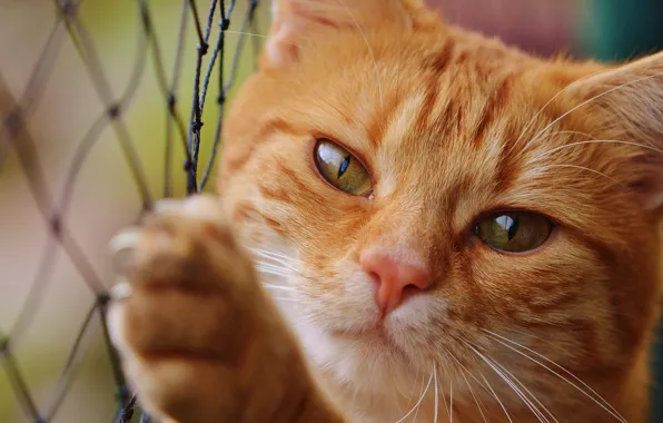 Cat, eyes, cat, look, face, mesh, portrait, paws