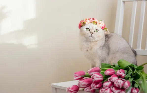 Cat, white, cat, look, light, flowers, pose, table