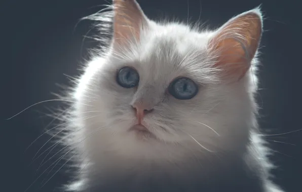 Picture cat, white, mustache, light, kitty