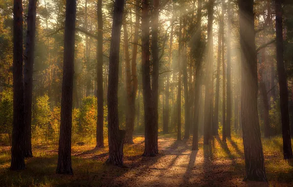 Autumn, forest, rays, light, trees, landscape, branches, fog