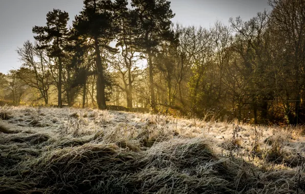 Picture forest, light, nature, morning