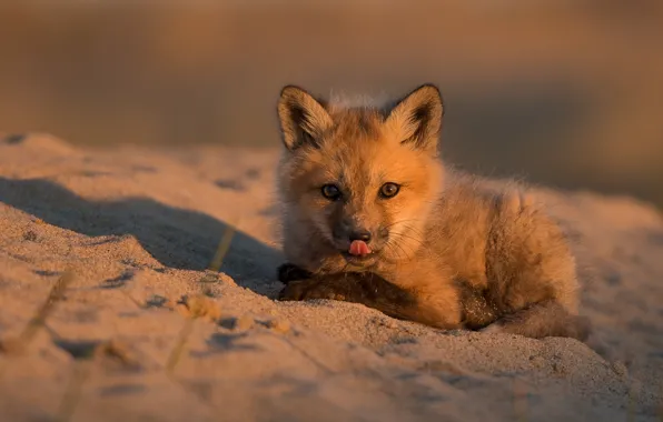 Sand, baby, Fox, cub, Fox