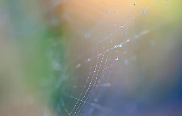 Picture drops, web, bokeh