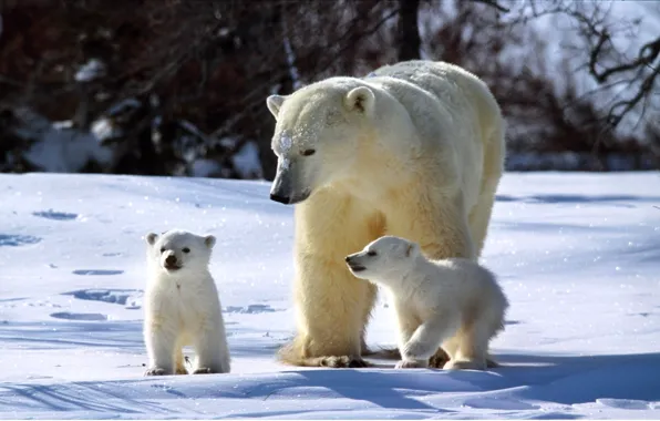 Winter, snow, bear, family, three, bears, Sunny, bear