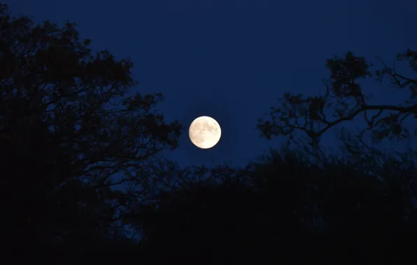 Picture the sky, trees, night, nature, the moon, the full moon