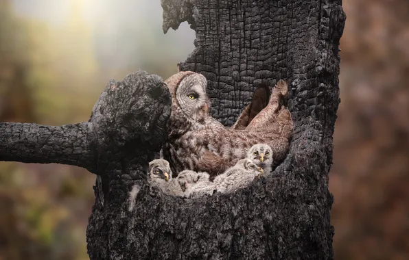 Tree, owl, bird, socket, owls, mom, Chicks, owlets