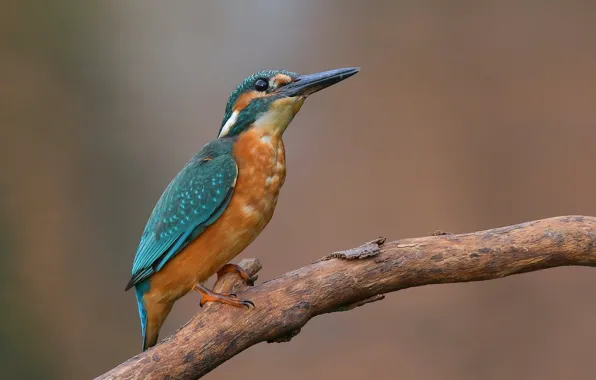 Picture birds, branch, Kingfisher