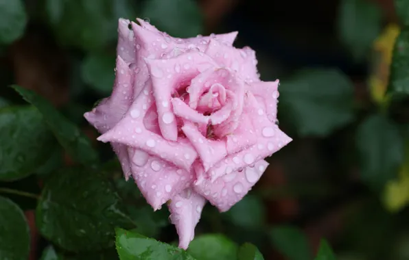 Picture flower, water, drops, macro, Rosa, rose, petals, Bud