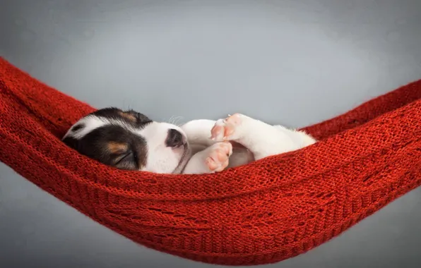 Hammock, puppy, lies