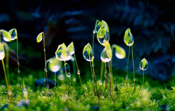 Picture grass, drops, macro, Rosa, plant, India, Maharashtra