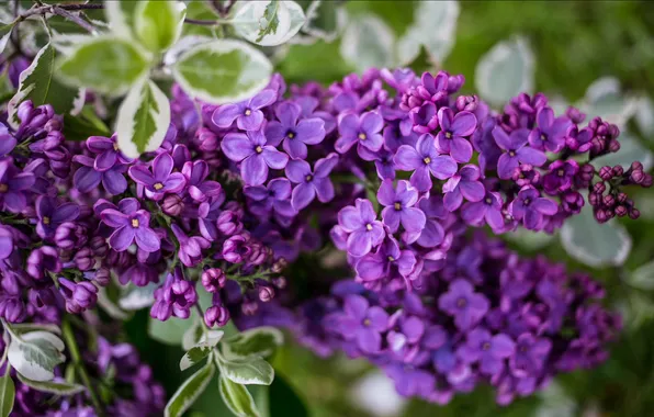 Flowers, branches, spring, flowering, lilac, inflorescence, blooming lilacs