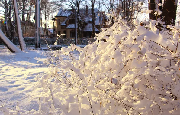 White, winter, twig