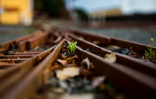 Grass, macro, railroad