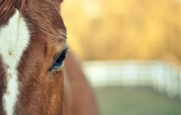 Picture animals, face, eyes, horse, widescreen, Wallpaper, horse, blur