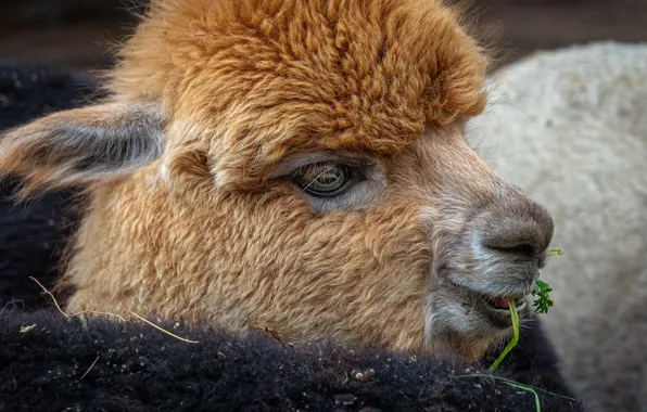 Grass, look, close-up, wool, face, cub, meal, Alpaca