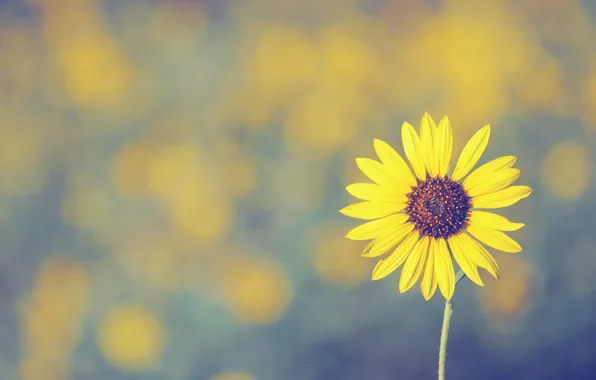 Picture flower, petal, sunflower