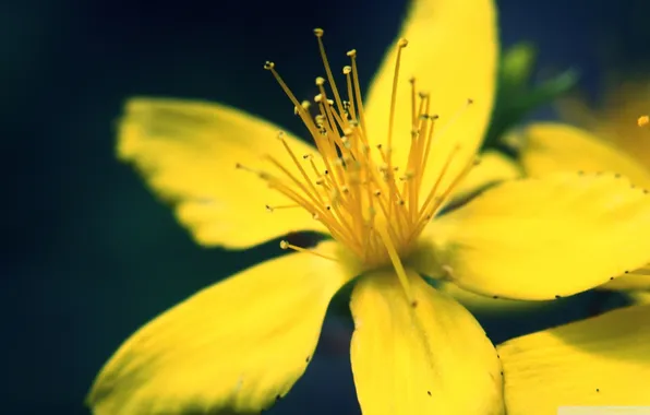 Picture flower, summer, yellow, zoom
