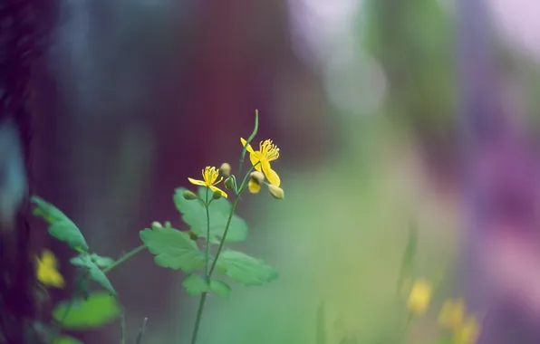 Greens, flowers, cottage