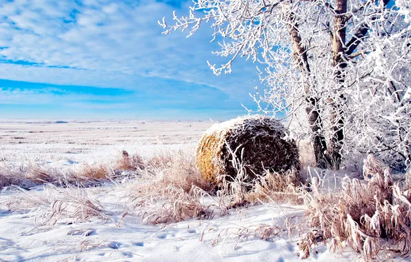 Field, Trees, Snow, Landscape, Frost