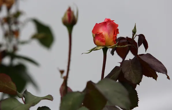 White, background, rose, late