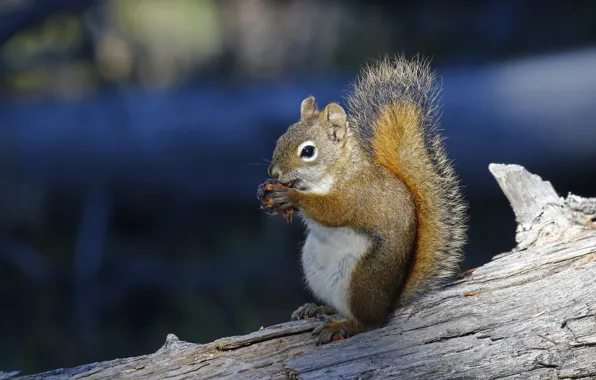 Protein, log, bump, bokeh