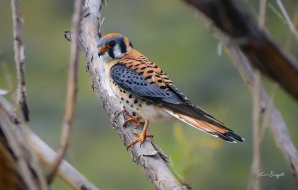 Branches, bird, colors, tail, Bird is the Word