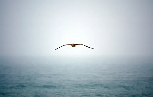 Water, fog, Seagull