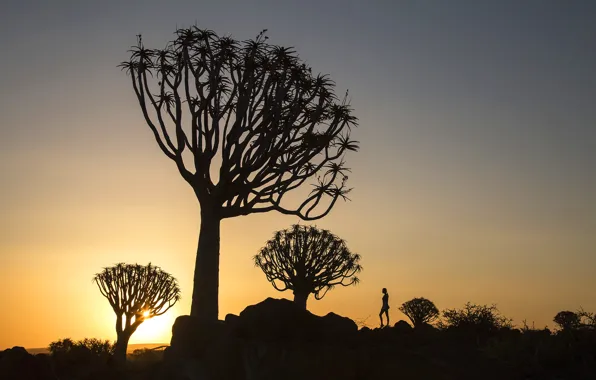 Sunrise, people, shadow, Trees