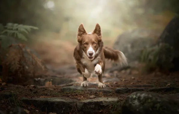 Picture dog, running, Dog Photography