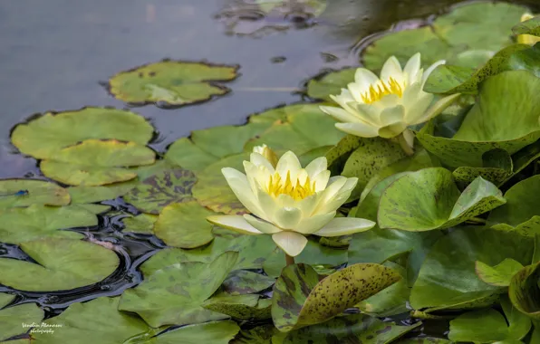 Summer, yellow, flowers, water lily
