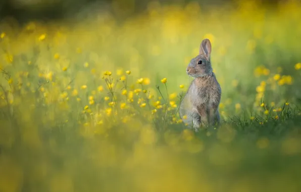 Flowers, rabbit, meadow, bokeh, rabbit