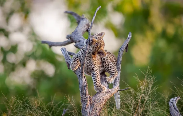 Nature, tree, leopard