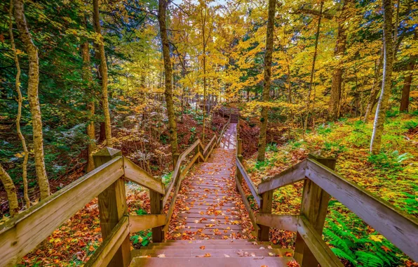 Picture forest, Road, Bridge, Autumn