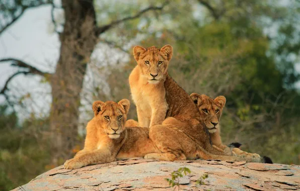 Three, lions, the cubs, trio, three cub