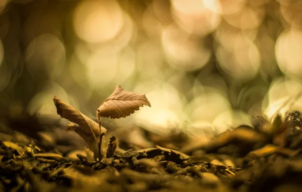 Picture leaves, macro, background, widescreen, Wallpaper, blur, leaf, wallpaper