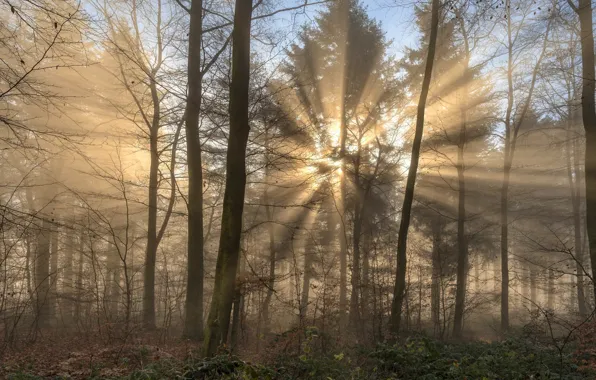 Autumn, forest, the sun, rays, light, trees, branches, nature