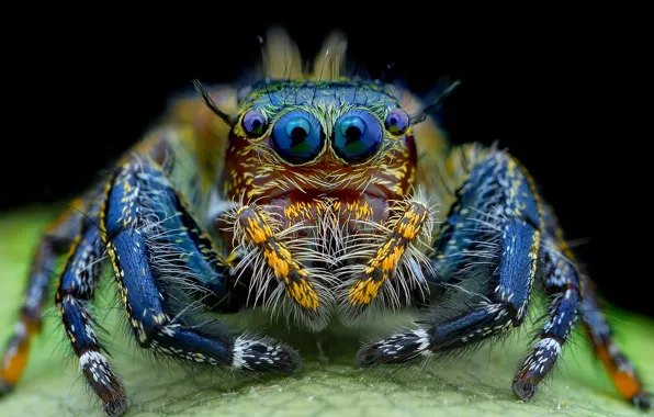 Picture eyes, spider, hairy, look, jumper