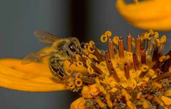 Background black, wildflowers, macro flowers nature, bee pollen is