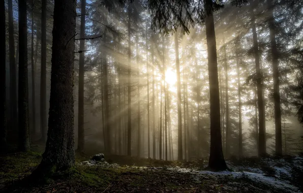 Picture forest, the sun, rays, light, nature