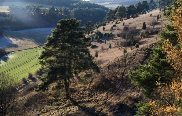 Picture trees, nature, slope